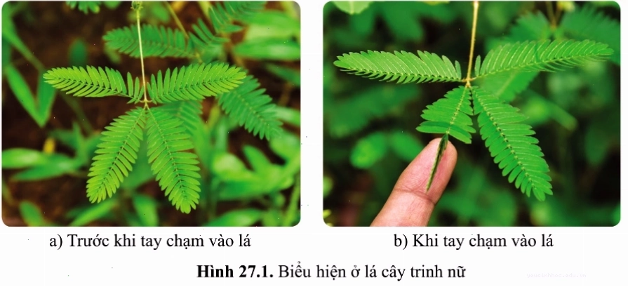 Minh họa cơ chế cảm ứng của thực vật dưới tác động của ánh sáng và trọng lực