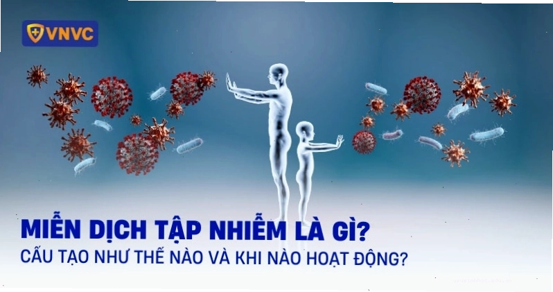 Minh họa cơ chế miễn dịch tập nhiễm trong cơ thể người
