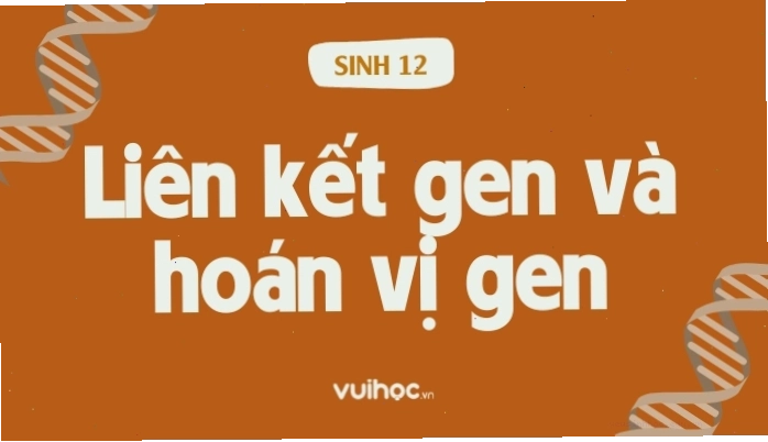 Minh họa cơ chế trao đổi chéo nhiễm sắc thể tạo hoán vị gen