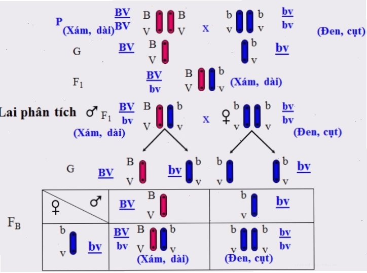 Minh họa cơ sở tế bào học của hiện tượng hoán vị gen
