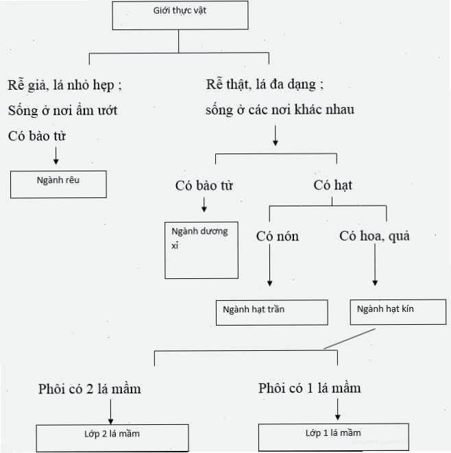 Minh họa đa dạng các loài tảo
