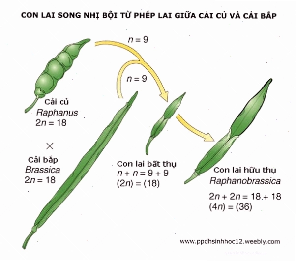Minh họa dạng lệch bội và đa bội