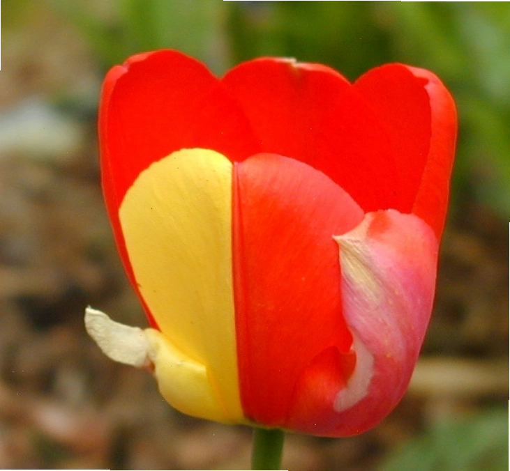 Minh họa đột biến gen gây cánh hoa 2 màu ở Tulip