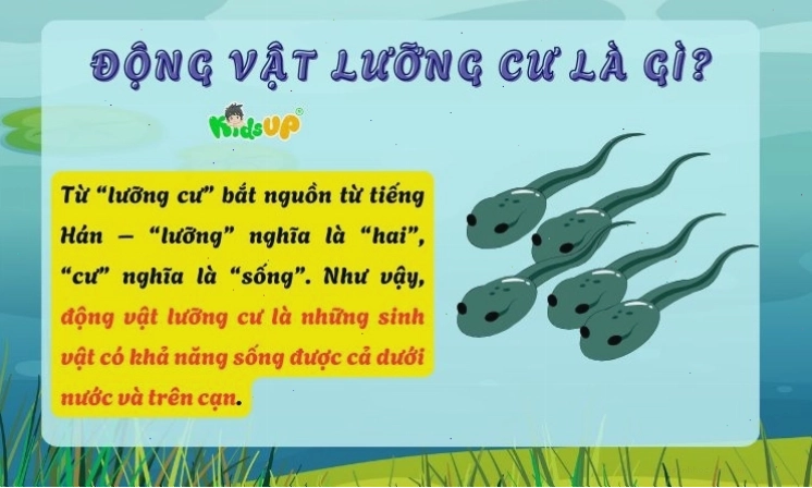 Minh họa khái niệm động vật lưỡng cư là gì