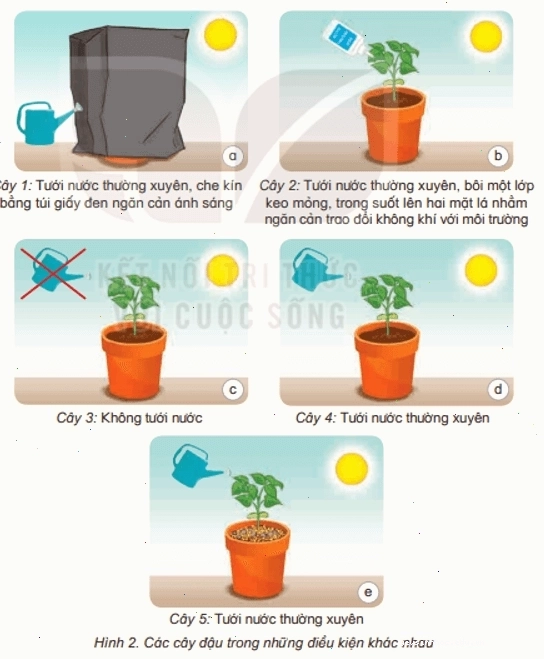 Minh họa lá cây với các lỗ khí (khí khổng)
