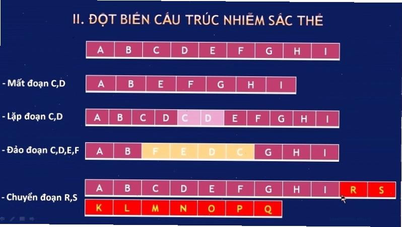 Minh họa một số loại đột biến cấu trúc nhiễm sắc thể thường gặp