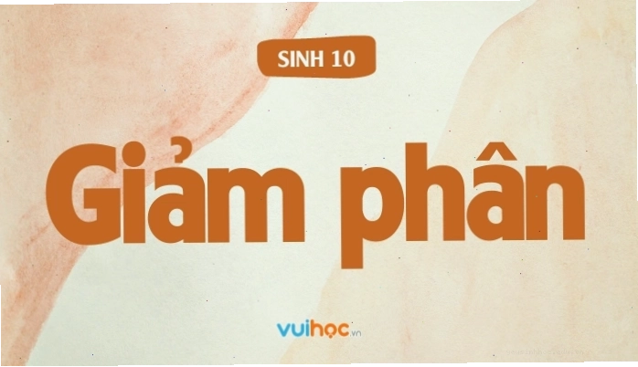 Minh họa quá trình giảm phân và nguyên phân