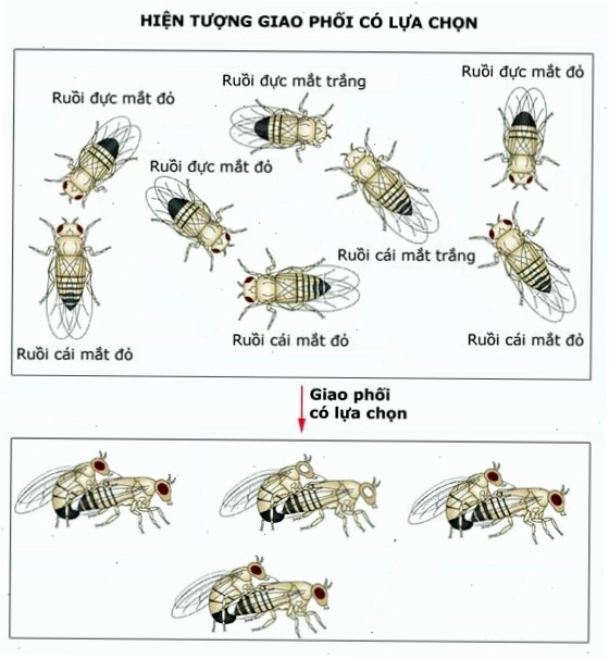 Minh họa quá trình giao phối không ngẫu nhiên trong tự nhiên