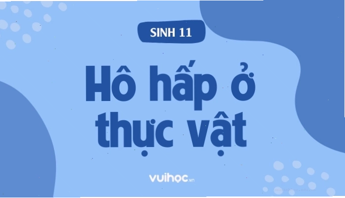 Minh họa quá trình hô hấp ở thực vật, chuyển hóa glucose thành năng lượng