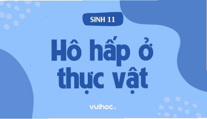 Minh họa quá trình hô hấp ở thực vật, nhấn mạnh vai trò của ti thể