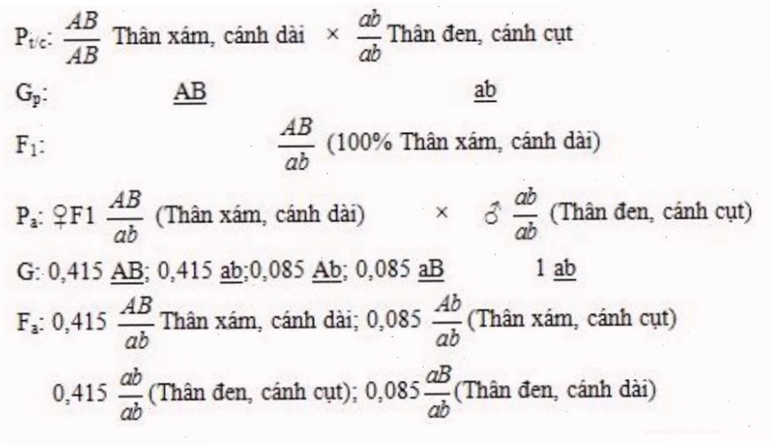 Minh họa quá trình hoán vị gen giữa các nhiễm sắc thể tương đồng