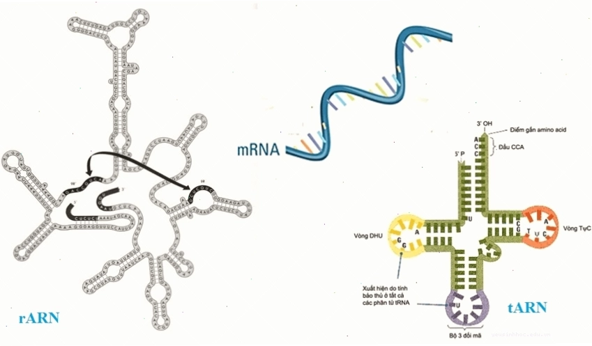 Minh họa quá trình kéo dài mạch ARN