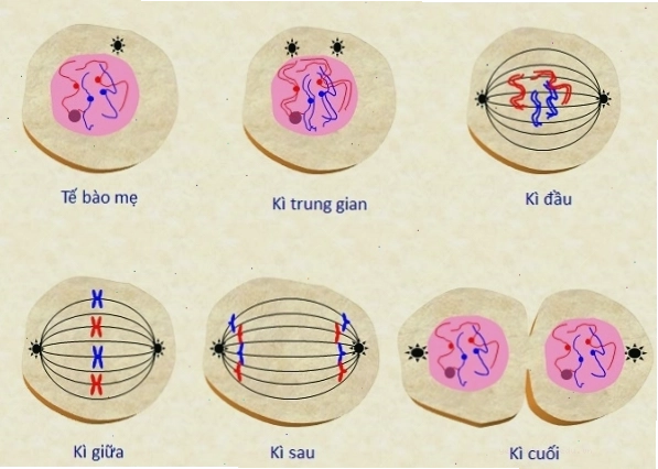 Minh họa quá trình phân bào nguyên nhiễm