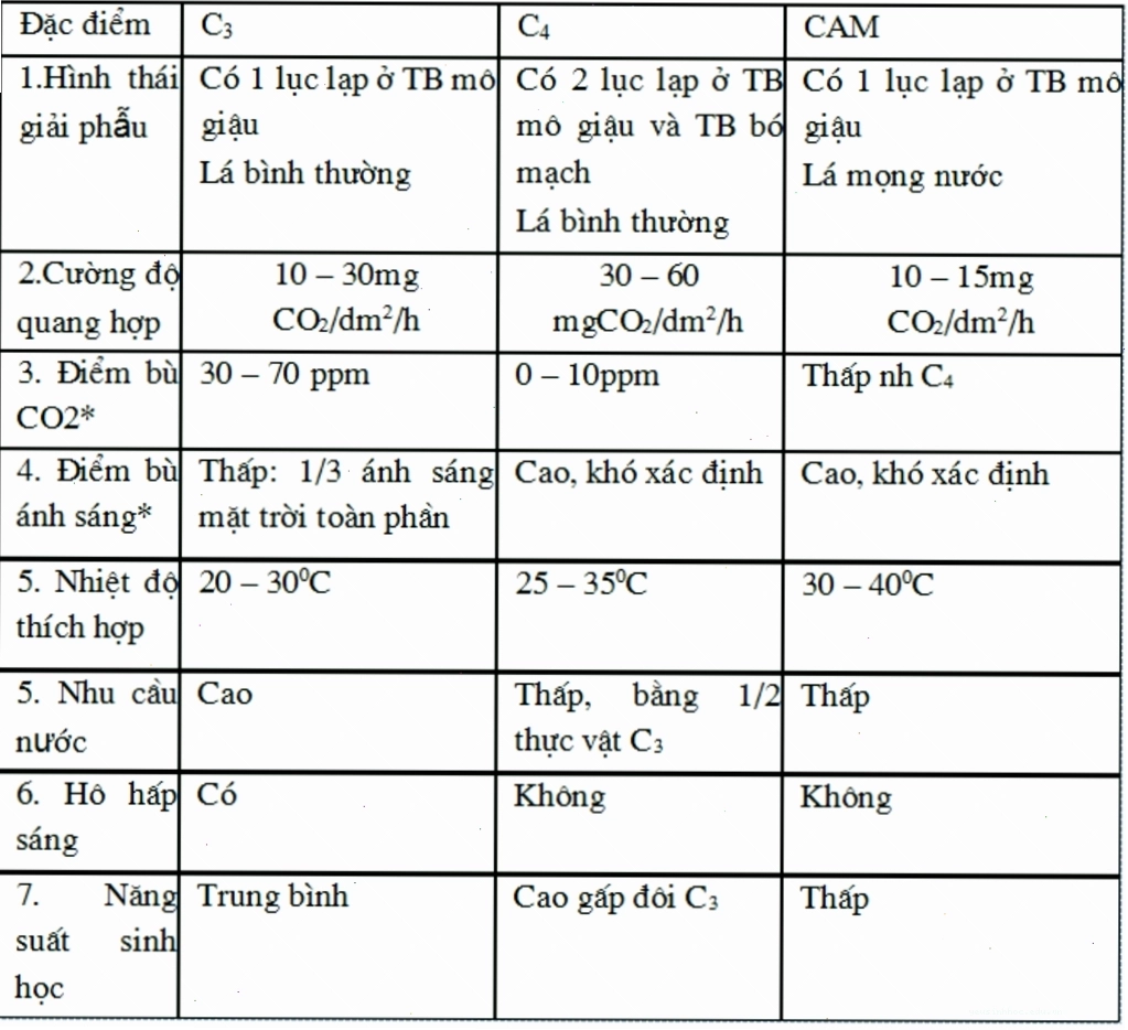 Minh họa quá trình quang hợp ở thực vật C3