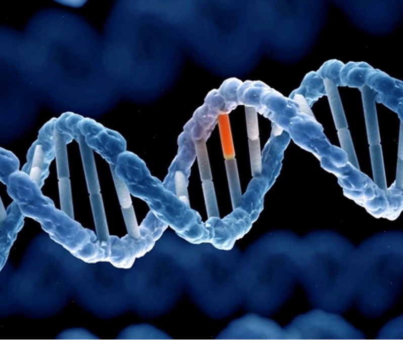Minh họa quá trình sao chép DNA và các loại đột biến gen