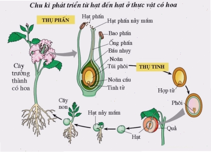Minh họa quá trình sinh sản hữu tính ở thực vật