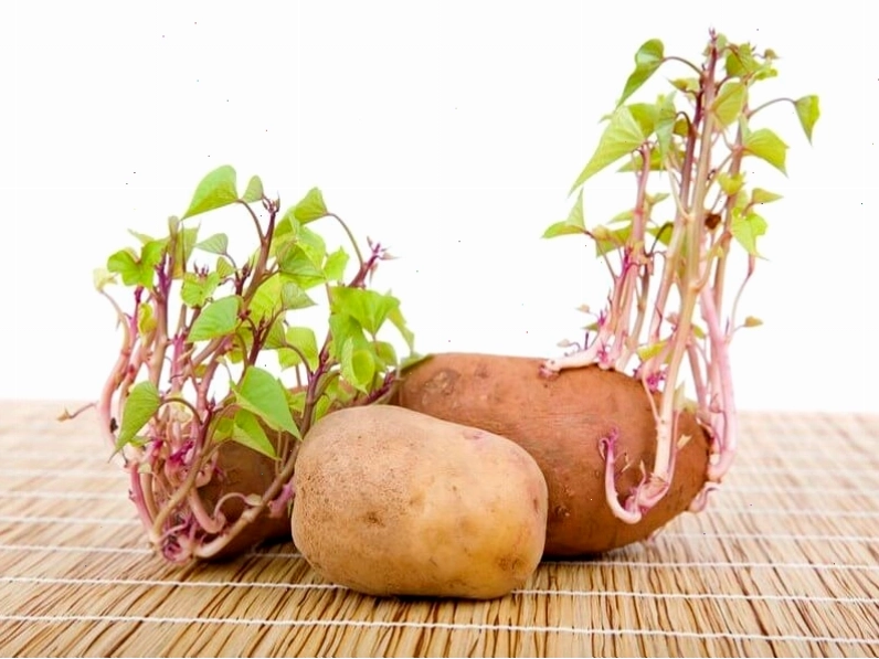Minh họa quá trình sinh sản vô tính ở thực vật bằng cành giâm
