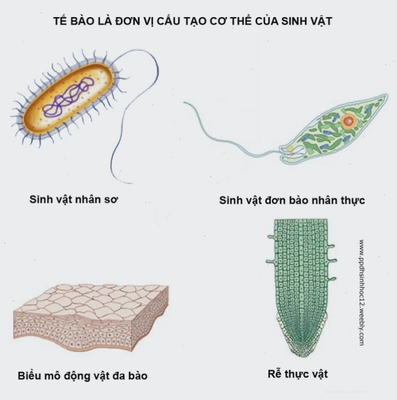 Minh họa so sánh trình tự protein