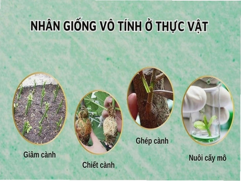Minh họa sự đa dạng của thực vật