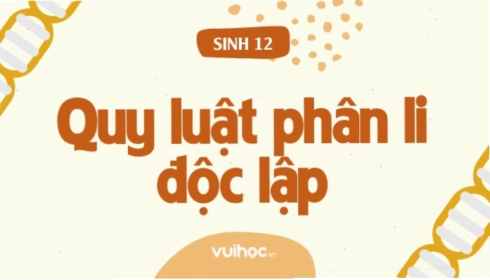 Minh họa sự di truyền độc lập của hai cặp gen trong quy luật phân li độc lập