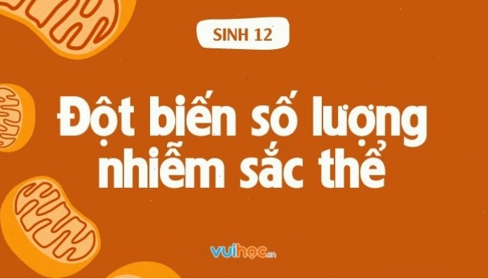 Minh họa sự thay đổi số lượng nhiễm sắc thể trong đột biến số lượng