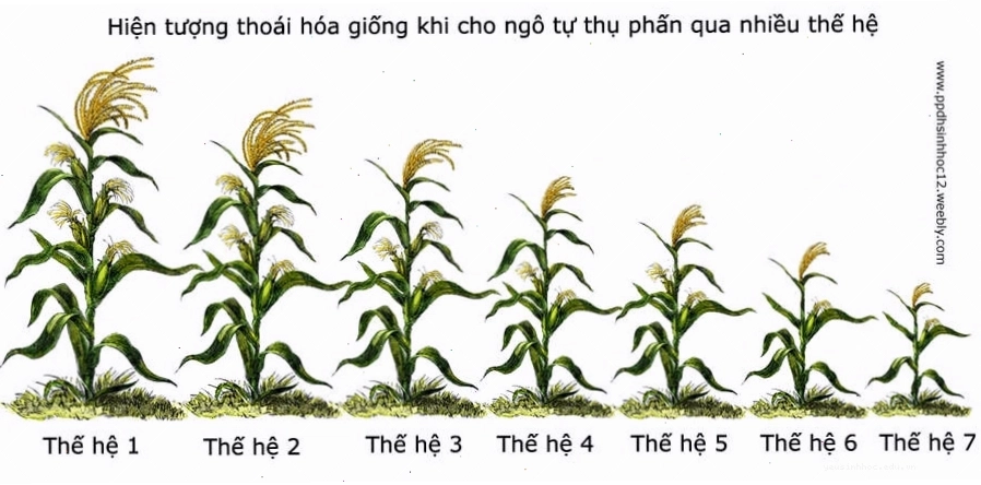 Minh họa sự thay đổi tần số kiểu gen do tự phối trong quần thể