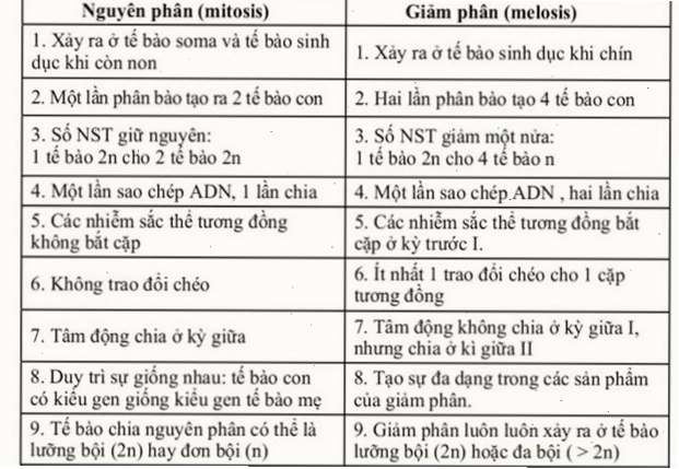 Minh họa trực quan sự khác biệt giữa nguyên phân và giảm phân