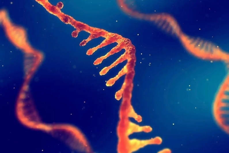 Minh họa vai trò của DNA polymerase và RNA polymerase trong sao chép và phiên mã