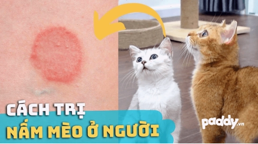 Minh họa về bệnh nấm ở mèo và khả năng lây sang người