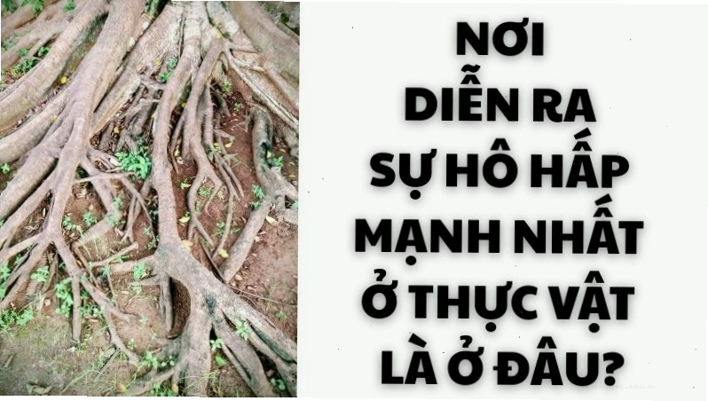 Minh họa vị trí rễ cây, nơi diễn ra sự hô hấp mạnh nhất