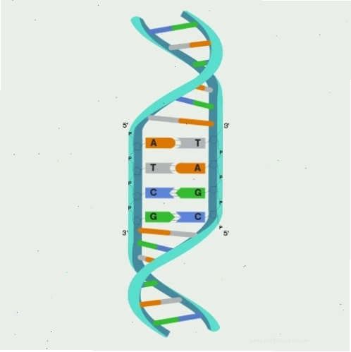 Mô hình cấu trúc DNA minh họa quá trình methylation