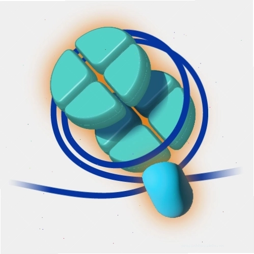 Mô hình Histone liên quan đến cấu trúc chromatin và biểu sinh