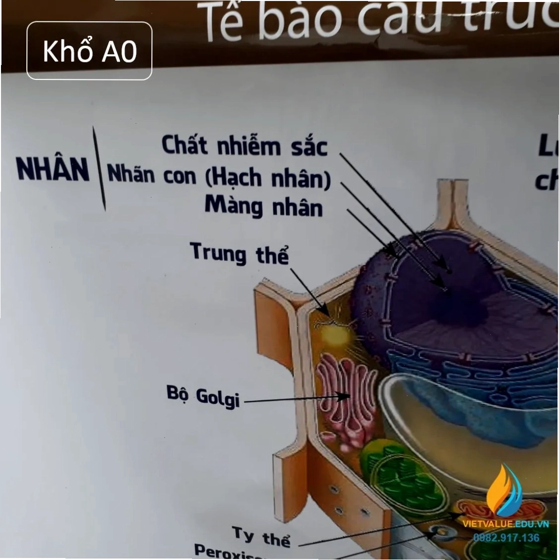 Mô hình tế bào thực vật hoàn chỉnh với đầy đủ các bào quan thiết yếu