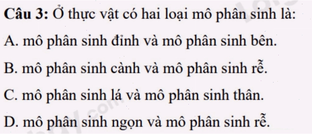 Mô phân sinh đỉnh ở chồi ngọn cây thực vật