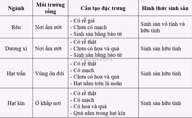 Mô tả về lá dương xỉ và bào tử