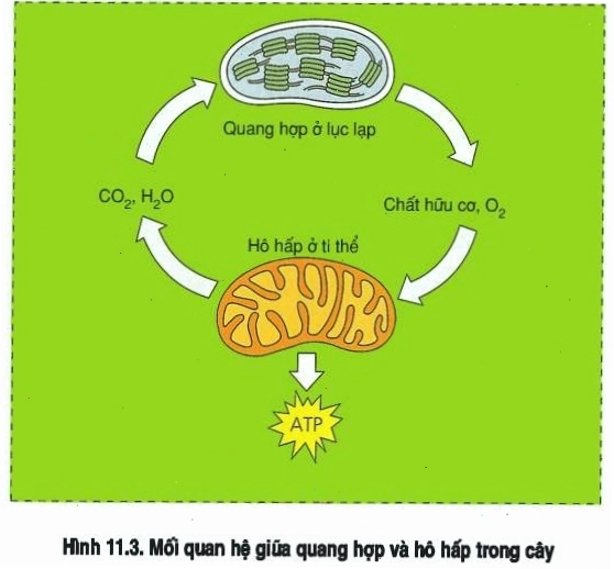 Mối quan hệ chặt chẽ giữa quang hợp và hô hấp ở thực vật