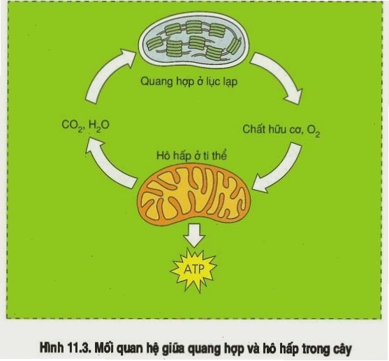 Mối quan hệ giữa quang hợp và hô hấp ở thực vật