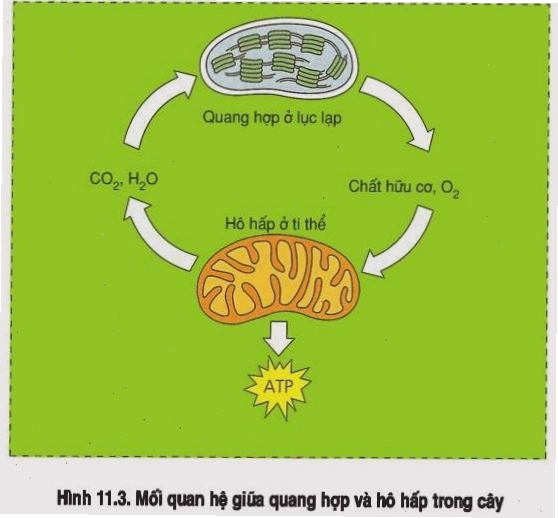 Mối quan hệ giữa quang hợp và hô hấp ở thực vật