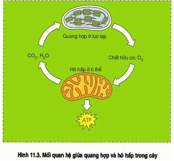 Mối quan hệ giữa quang hợp và hô hấp ở thực vật