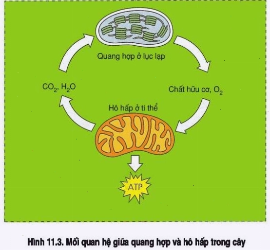Mối quan hệ giữa quang hợp và hô hấp ở thực vật
