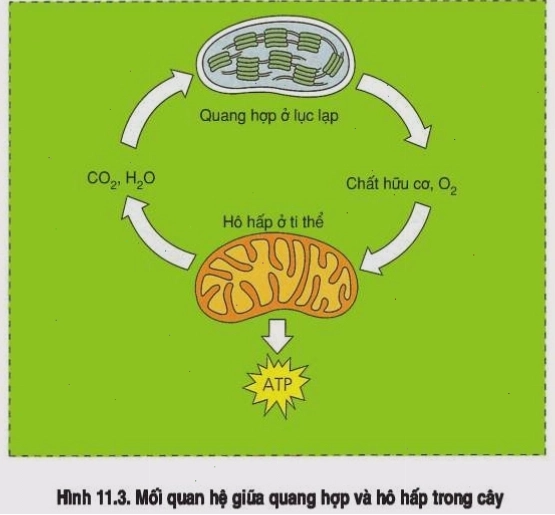 Mối quan hệ giữa quang hợp và hô hấp ở thực vật