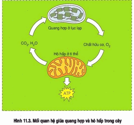 Mối quan hệ giữa quang hợp và hô hấp ở thực vật