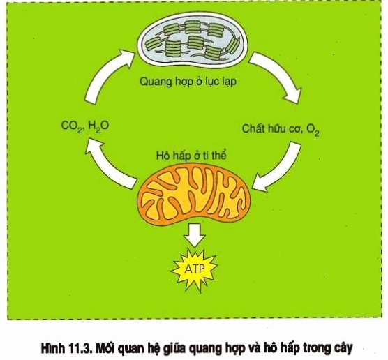 Mối quan hệ tương hỗ giữa quang hợp và hô hấp ở thực vật