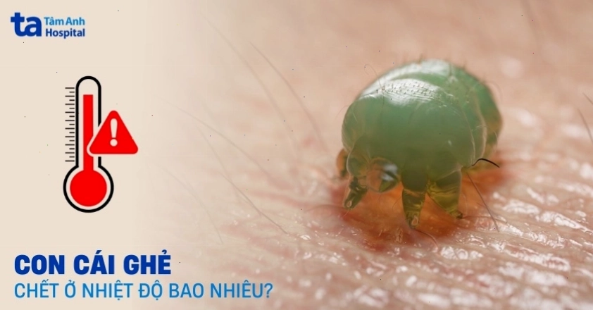 Nhiệt độ cần thiết để tiêu diệt con cái ghẻ
