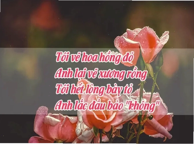 Nhiều bông hoa hồng ngoại đang nở rộ
