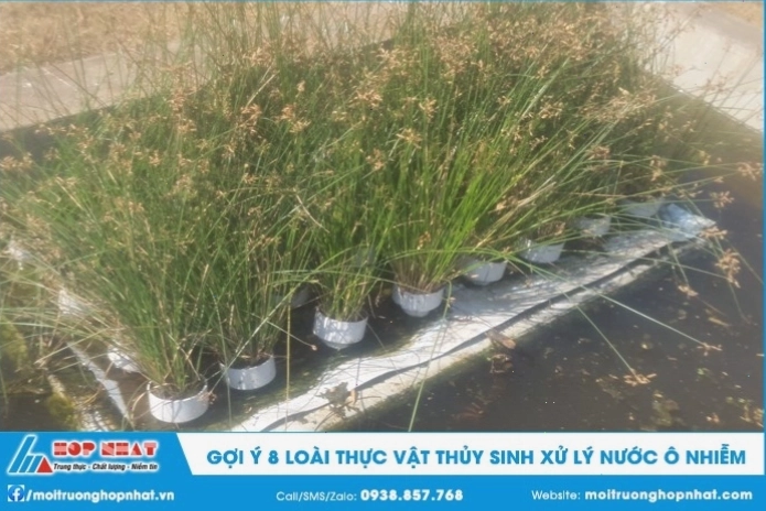 Nhiều loại thực vật thủy sinh khác nhau có khả năng xử lý nước ô nhiễm