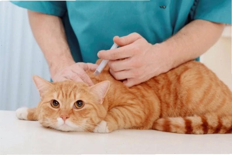 Nhiều phòng khám thú y điều trị hắc lào cho mèo, ngăn ngừa lây nhiễm sang người