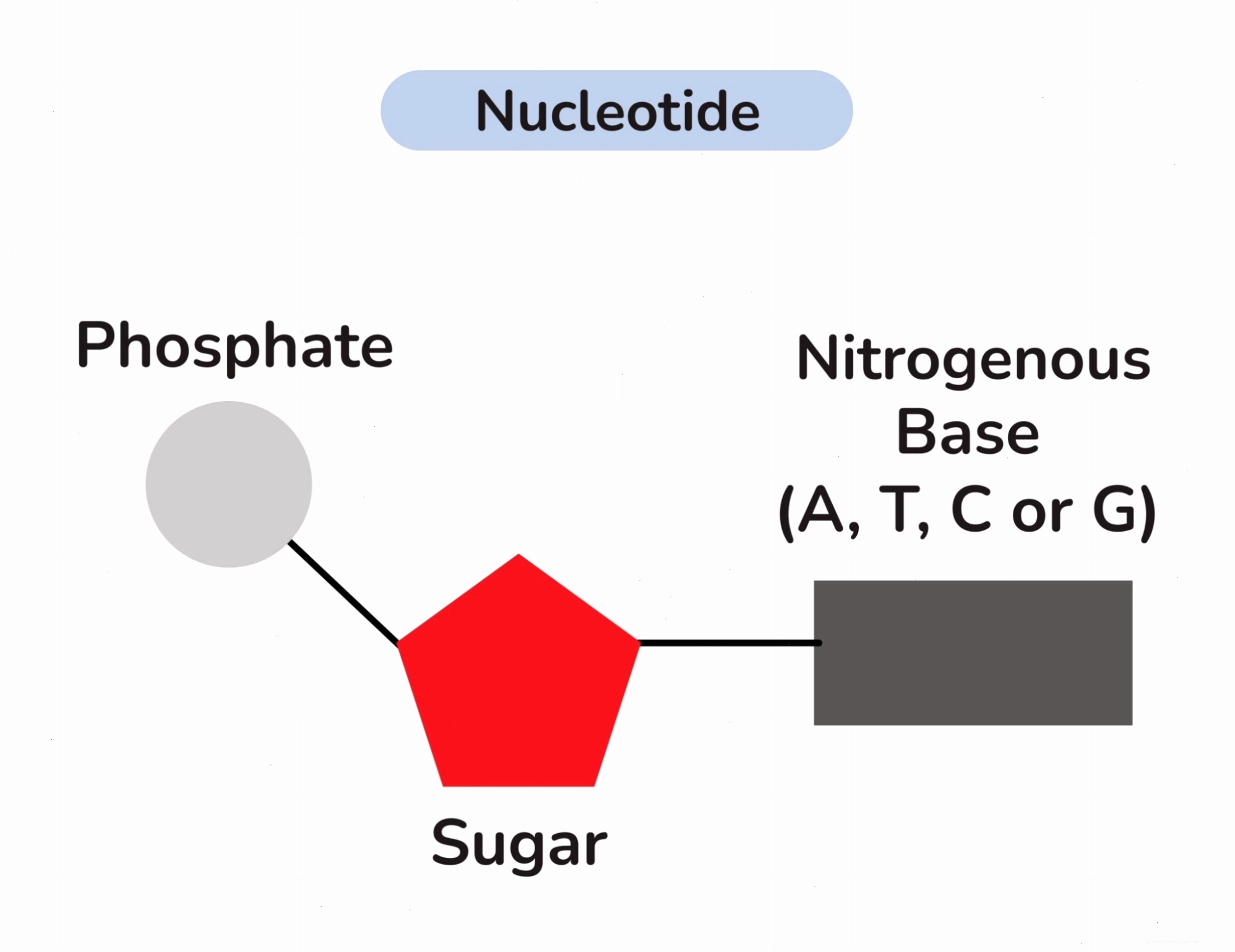 Nucleotide với vai trò là đơn vị cấu tạo DNA và RNA
