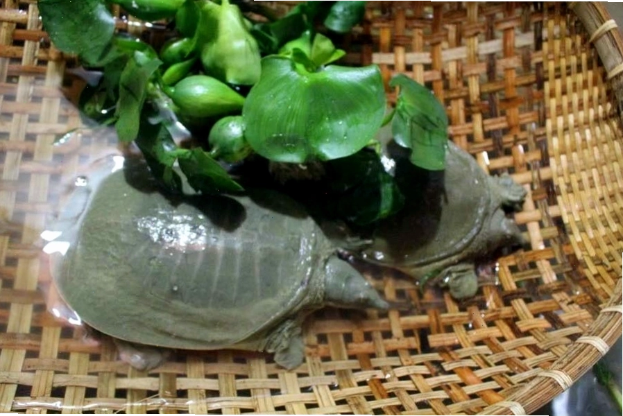Nuôi ba ba thâm canh