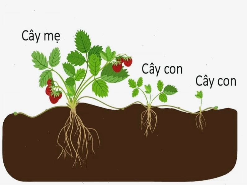 Nuôi cấy mô thực vật trong phòng thí nghiệm